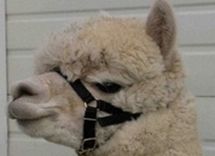 ALPAKAHALFTER ZEPHYR - Gr. XLschwarz